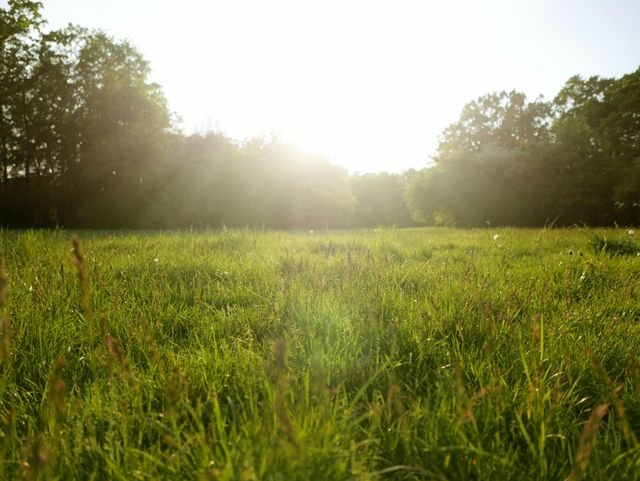 Sunrise Over Lush Green Meadow with Trees and Bright Sunlight - Download Free Stock Photos Pikwizard.com
