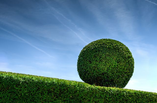 Round topiary tree against a clear blue sky, with a diagonally aligned well-maintained hedge in the foreground. Perfect for illustrating concepts related to gardening, landscaping, formal gardens, and outdoor design. Use this image in promotional materials for garden centers, landscaping services, or outdoor events.