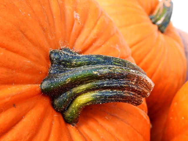 Bright orange pumpkin with close up focus on the peduncle. Ideal for autumn, fall, and harvest themed designs. Suit holiday decorations, thanksgiving cards, and seasonal recipes.