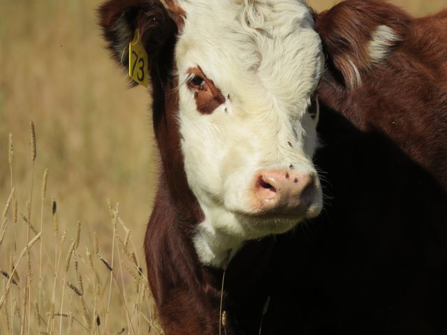 Close-up of a brown and white cow standing in a grassy pasture. The cow has an ear tag and is gazing directly at the camera. Ideal for use in agricultural publications, livestock management articles, or rural lifestyle imagery.