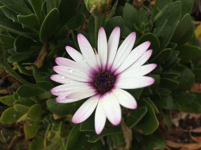 Freshly bloomed white and pink daisy with dew drops on petals, surrounded by lush green leaves. Perfect for use in nature blogs, gardening websites, floral advertising, or creating inspirational quotes.