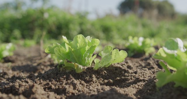 Young lettuce sprouts growing in garden soil outdoors. Useful for topics on gardening, sustainable agriculture, organic farming, healthy eating, and nature appreciation.