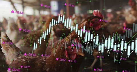 Financial Data Visualization in Poultry Farm Setting - Download Free Stock Images Pikwizard.com