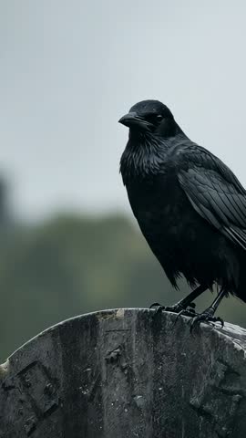 Vertical moody wildlife video of crow fluffing plumage and surveying trees on monument