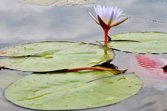 White water lily blooming on a calm pond with large green lily pads surrounding it. Reflection on tranquil water creates a serene and peaceful scene. Ideal for nature, botanical, and aquatic plant themes, as well as serene landscape images for meditation or relaxation content.