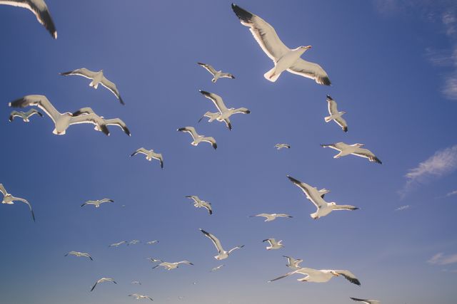 Flock of Seagulls Flying in Clear Blue Sky - Download Free Stock Photos Pikwizard.com