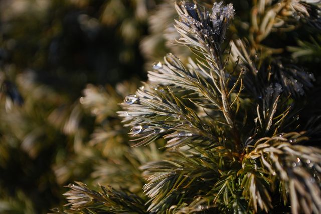 Cold conifer freeze garden plant - Download Free Stock Photos Pikwizard.com