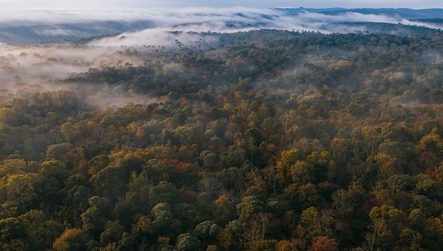 Mist-blanketing Autumn Canopy over Temperate Deciduous Forest and Rolling Hills