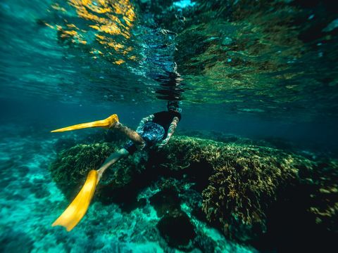 Snorkeler Exploring Vibrant Coral Reef Adventure