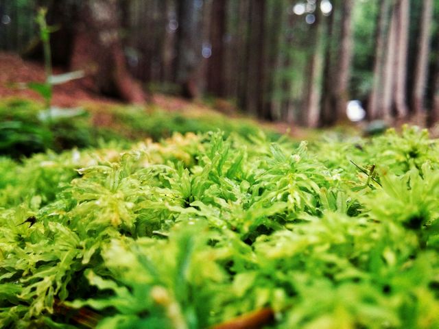 Close-up of lush green moss growing on the forest floor within a dense pine forest. Vital for illustrating themes of nature, ecology, and forest ecosystems. Ideal for use in environmental articles, educational materials, nature documentaries, and desktop wallpapers.