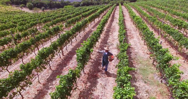 Farmer Harvesting Grapes in Vineyard - Download Free Stock Photos Pikwizard.com