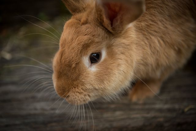 Close-Up of Cute Brown Rabbit with Whiskers Visible - Download Free Stock Photos Pikwizard.com