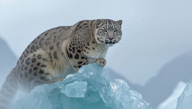 Snow leopard perching on jagged glacial ice, surveying misty arctic glacier edge