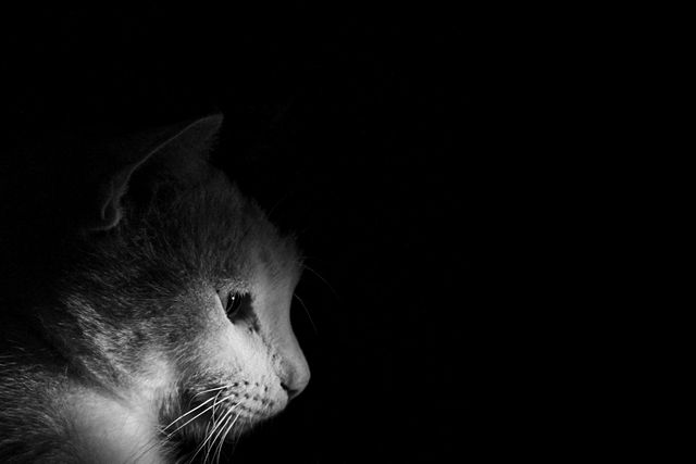 This image captures a cat's side profile in a moody black and white setting with dramatic lighting. The dark background and focused light on the cat's face highlight its whiskers and pensive expression. This evocative image is perfect for use in artistic projects, pet-themed publications, or as a striking minimalist poster.