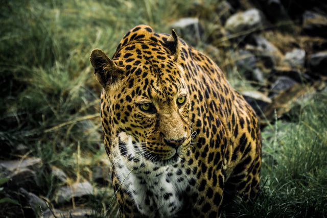 Leopard Resting on Grass in Natural Habitat - Download Free Stock Photos Pikwizard.com