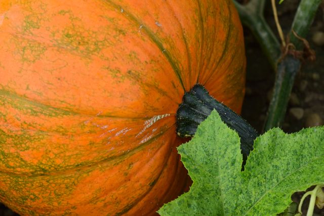 This image depicts a close-up view of a large pumpkin attached to a vine in a field, highlighting the texture and details of the vegetable. It's suitable for use in themes related to autumn, farming, and seasonal holidays like Thanksgiving and Halloween. Ideal for websites, blogs, and social media posts promoting fall events, pumpkin picking, and festive decorations.