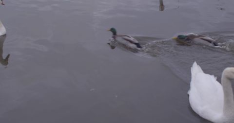 Ducks and Swans Gliding Peacefully on a Serene Lake - Download Free Stock Images Pikwizard.com