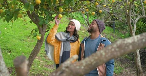 Mixed-race couple reaching for lemons in cozy autumn orchard on overcast hillside