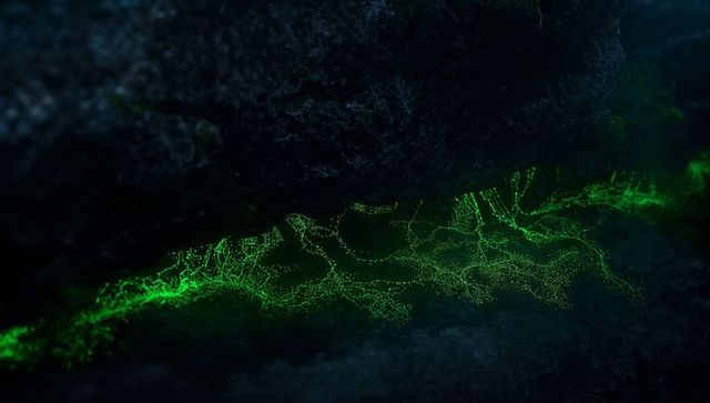 Green bioluminescent filaments in cave crevice shining under rocks