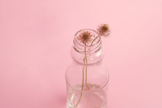 Two delicate dandelions placed in clear glass bottle filled with water with soft pink background. Ideal for themes of minimalism, nature, and simplicity; can be used in, blogs, social media, interior design inspiration.