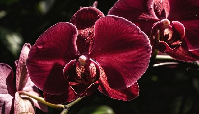 Deep burgundy phalaenopsis orchid blooming with dew drops macro closeup for floral design