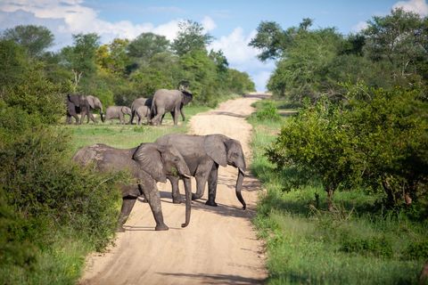 Elephant herd crossing dusty safari track through lush african bush at golden daylight