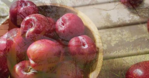 Glossy Red Plums in Rustic Wooden Bowl with Soft Tree Branch Double Exposure Sunlit Deck
