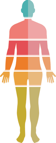 A multicolored illustration of a human body showcasing different segments on a transparent background. Perfect for educational use, medical presentations, and design projects to highlight areas of interest in anatomical studies. The transparent background allows for flexible use in various layouts and publications.