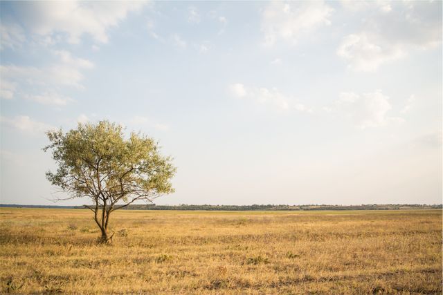 Single Tree in Vast Field on Sunny Day with Clear Sky - Download Free Stock Photos Pikwizard.com