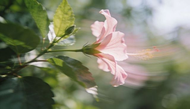Sunlit pale pink hibiscus bloom with motion-blurred stamen and translucent rimlit petals