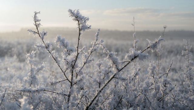 Glittering hoarfrost coating shrub branches in misty winter dawn meadow