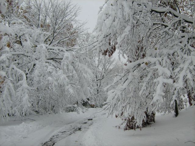 Serene Snow-Covered Forest Path in Winter - Download Free Stock Photos Pikwizard.com