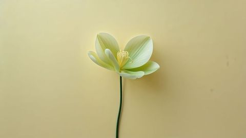 Elegant green flower against minimalist beige background