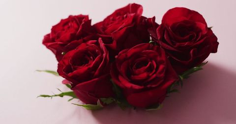Vibrant Red Roses on Soft Pink Background, Perfect Romantic Greeting - Download Free Stock Images Pikwizard.com