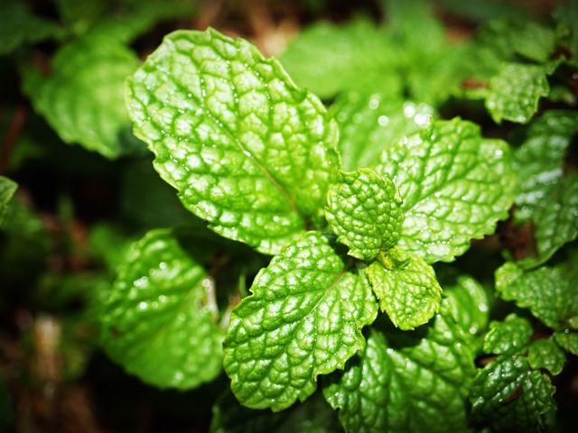 Vibrant mint leaves shown in detailed close-up, ideal for use in culinary content, herbal remedies, natural health articles or gardening blogs. Highlights natural freshness and organic growth making it suitable for illustrating the benefits of using fresh herbs.