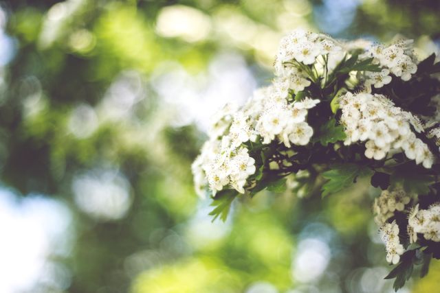 Close-Up of Blooming Hawthorn Flowers with Bokeh Background - Download Free Stock Photos Pikwizard.com