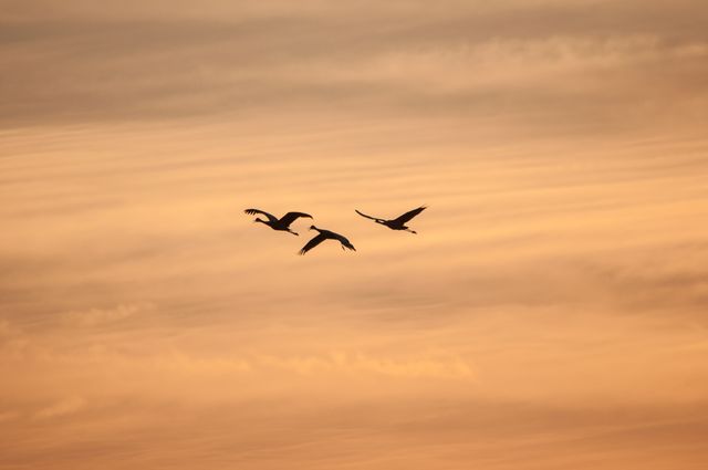 Three birds flying with wings outspread across an orange-hued sky during sunset. Ideal for nature, travel, and tranquility themes in blogs, websites, or posters focusing on peaceful and scenic moments.