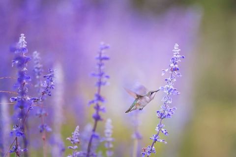 Hummingbird Hovering Amongst Lavender Flowers