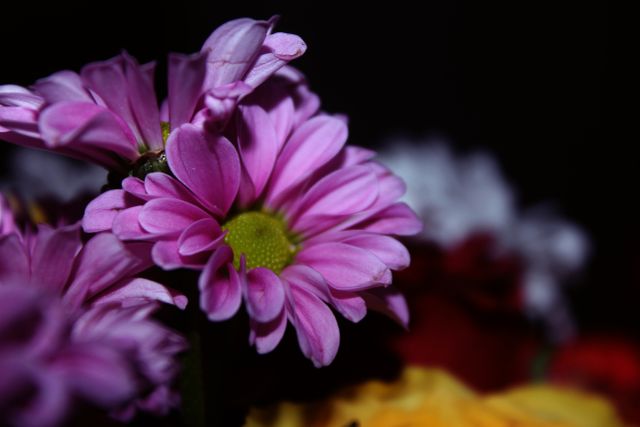Close-Up of Pink Chrysanthemum Against Dark Background - Download Free Stock Photos Pikwizard.com