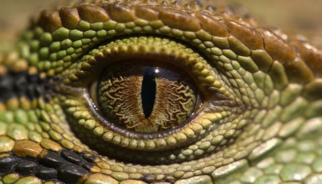 Macro lizard eye with amber iris and textured scales showing vertical slit pupil and glint