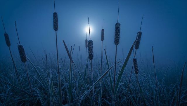 Frost-coated cattails glistening under moonlit fog in wetland reeds at blue hour