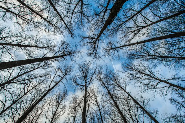 Leafless Trees Reaching Upwards Toward Clear Blue Sky - Download Free Stock Photos Pikwizard.com