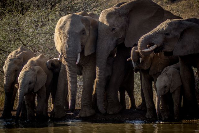 Herd of Elephants Drinking Water in African Savanna - Download Free Stock Photos Pikwizard.com