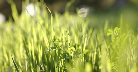 Sunlit dew-kissed grass blades with soft bokeh in morning meadow closeup warm backlight