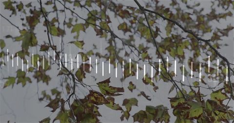 Nature symphony: tree branches with audio assets overlay