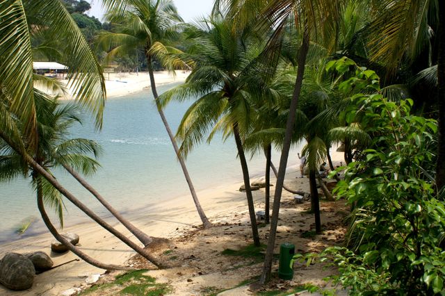 Showcasing a picturesque tropical beach featuring leaning palm trees, clear blue water, and sandy shore. Ideal for use in travel brochures, vacation promotions, and websites focusing on tropical destinations and summer getaways.