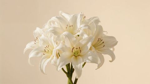 Fresh white lilies displaying elegance and simplicity for condolences