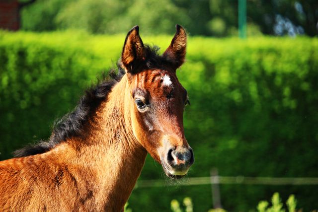 Young brown foal gazing with curiosity, bathed in sunlight, against a lush green background. Perfect for illustrating rural life, farm animal themes, or depicting peaceful countryside settings. Great for use in educational materials about animals, blog posts about rural living, and advertisements for equestrian services.