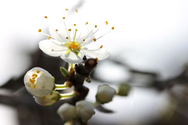 Macro Shot of Blossoming White Flowers on Tree Branch with Soft Background - Download Free Stock Photos Pikwizard.com