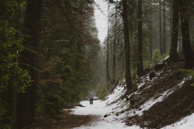 Lone hiker walking through snowy forest trail in winter - Download Free Stock Photos Pikwizard.com